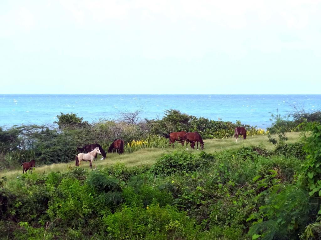 Tranquility By The Sea Villa Vieques Room photo
